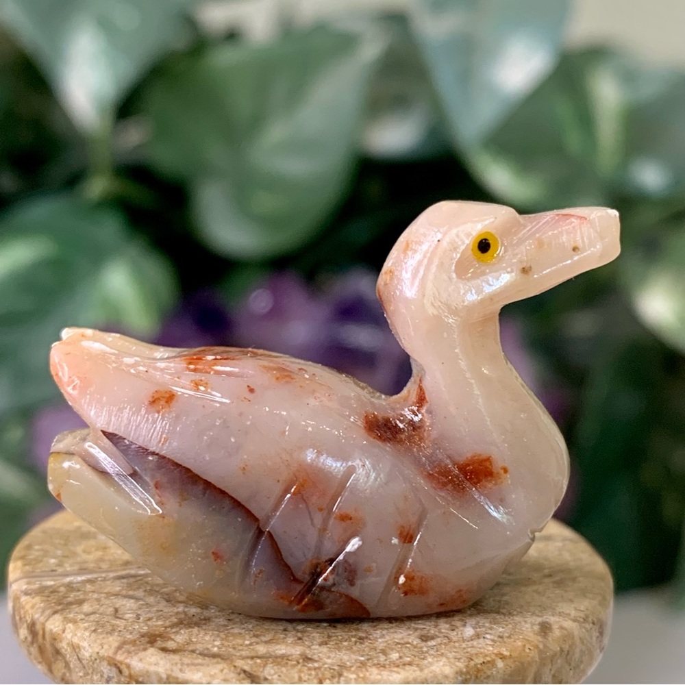 Duck